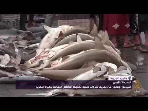اليمن.. أزمة الصيد في زمن الحرب