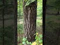 In the tree stand