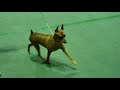 Circuit 2020 - Minpin Best of Breed