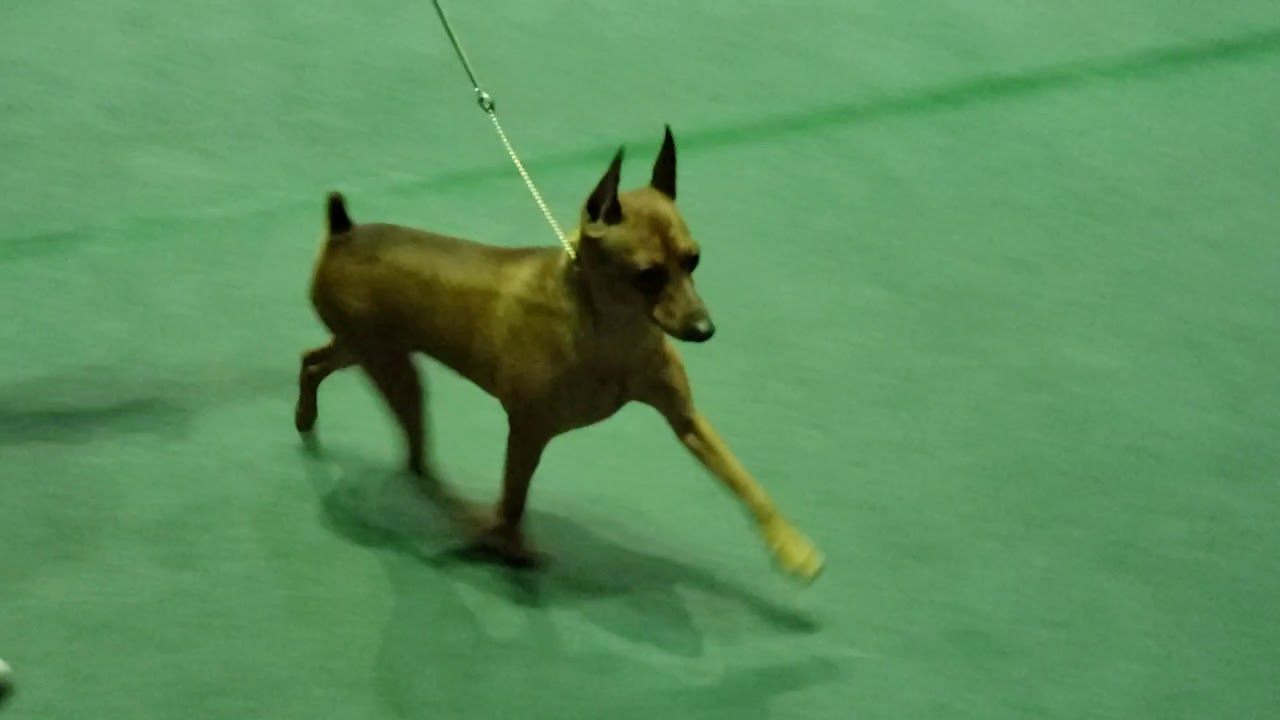 Circuit 2020 - Minpin Best of Breed