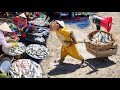 Cutis farmer rickshaw harvest fish for peddling in the market