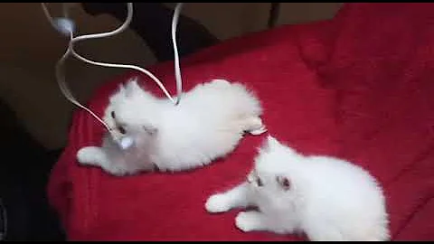 Watch the video about White Persian Cat videos | persian kittens playing videos |