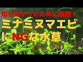 ミナミヌマエビ導入の盲点、水草との相性