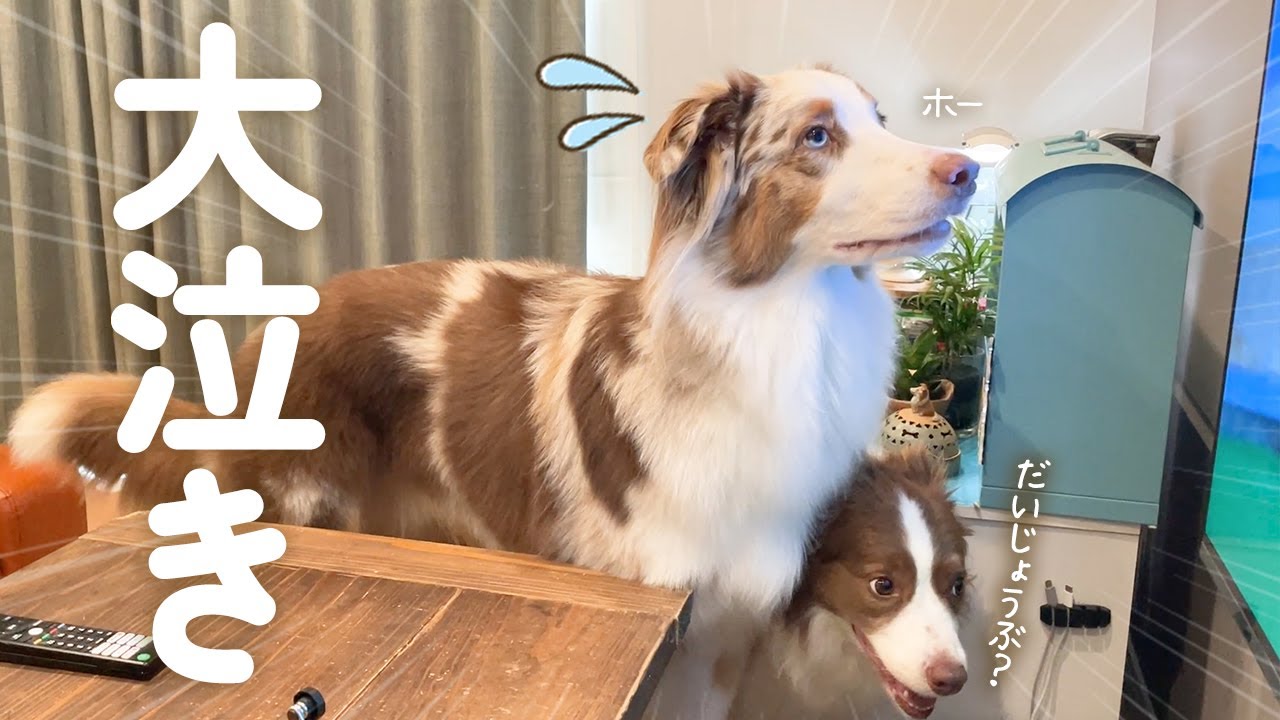 泣き叫ぶ弟に寄り添うお姉ちゃん犬が優しすぎました🥺【ボーダーコリー・オーストラリアンシェパード】