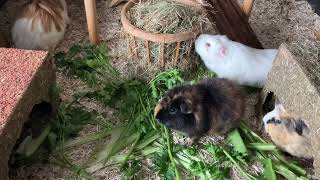 Curious Guinea pigs