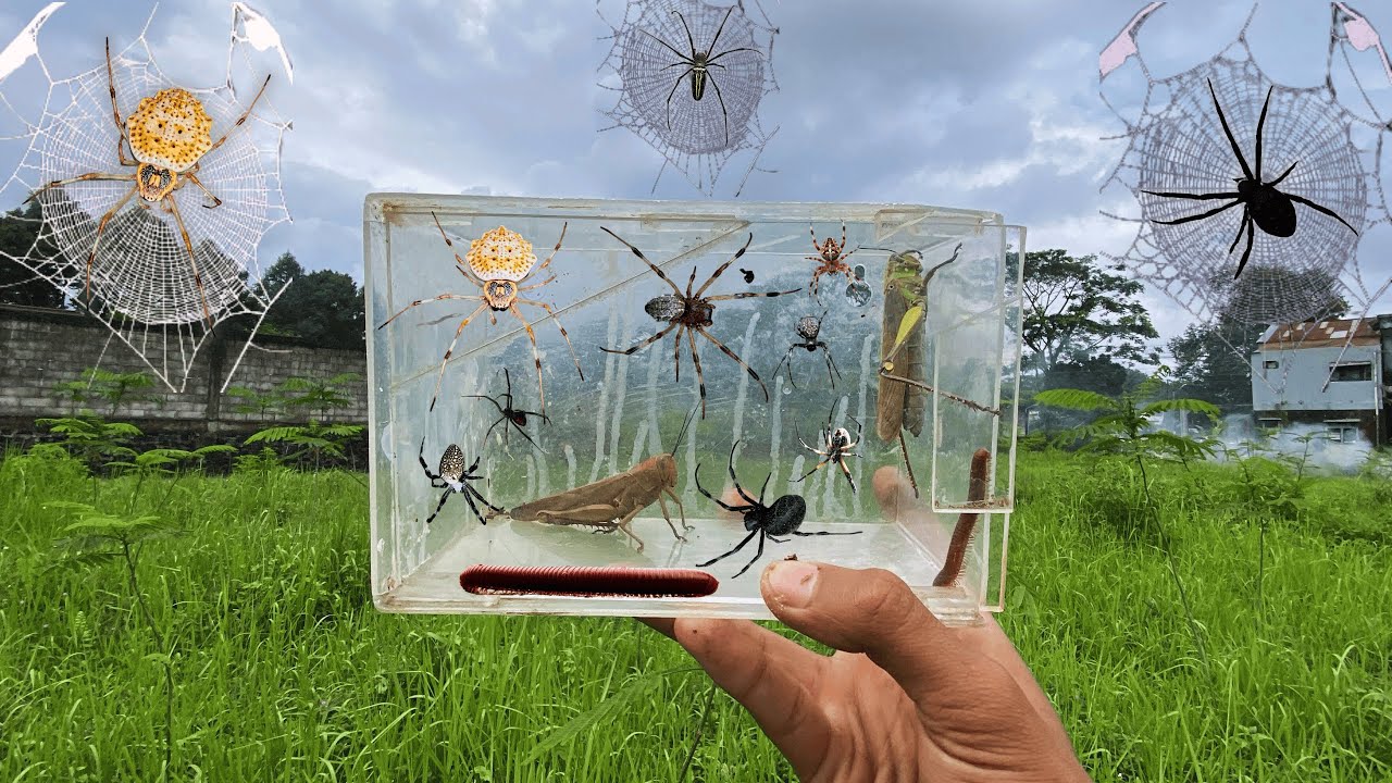 Hunting Top Rare Spiders - YouTube