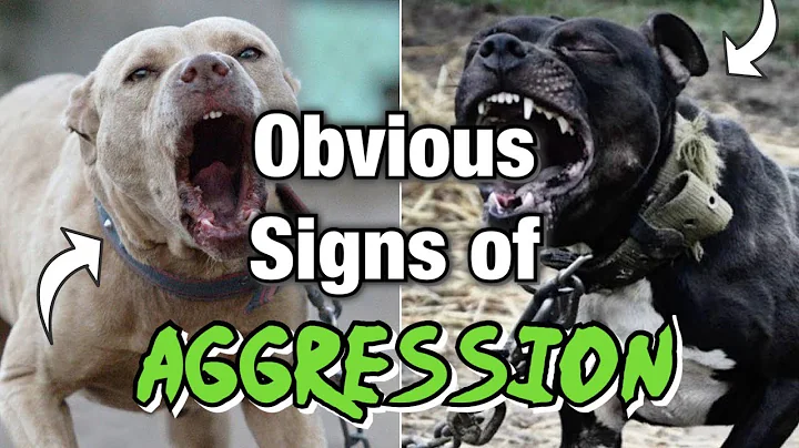 Don't Ignore these signs of Aggression in your dog! ( Warning) - DayDayNews