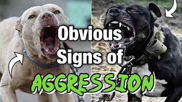 Don't Ignore these signs of Aggression in your dog! ( Warning)