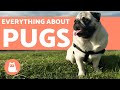 Everything You Need to Know About Pugs - Characteristics and Care の動画、YouTube動画。