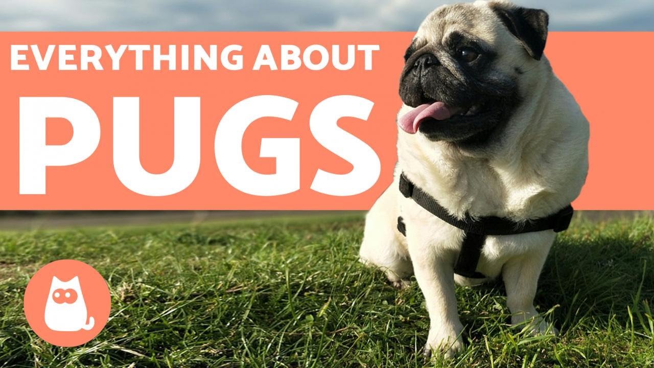 everything about pugs