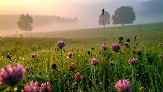 🔴 Meadow Ambience 24/7 🌿 Gentle Morning Birdsong & Soft Breeze | Calm Your Mind screenshot 1
