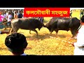 &quot;Kalmaubari Moh juj r 1st prize pua moh hal&quot;#Buffalo fight || Morigaon,Assam.