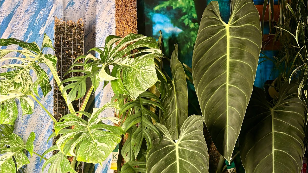 How to NOT extend a YAMBA Moss Pole - Please activate the subtitles! 