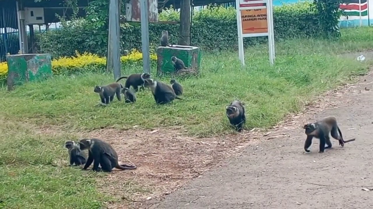 Monkey Gangs Bare it All #Biodiversity#Ecosystemrestoration#Generationrestoration