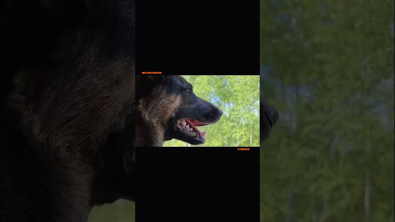 лето наступило  