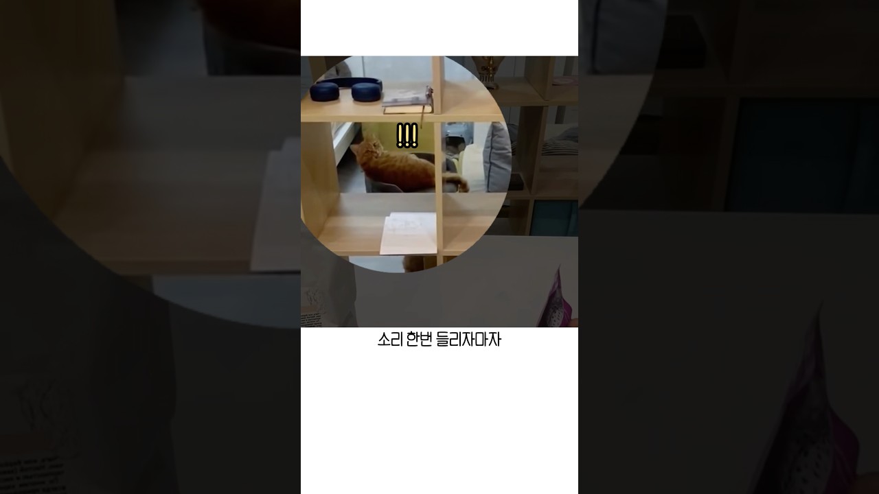 고양이 청각엔 전용 필터가 있어요