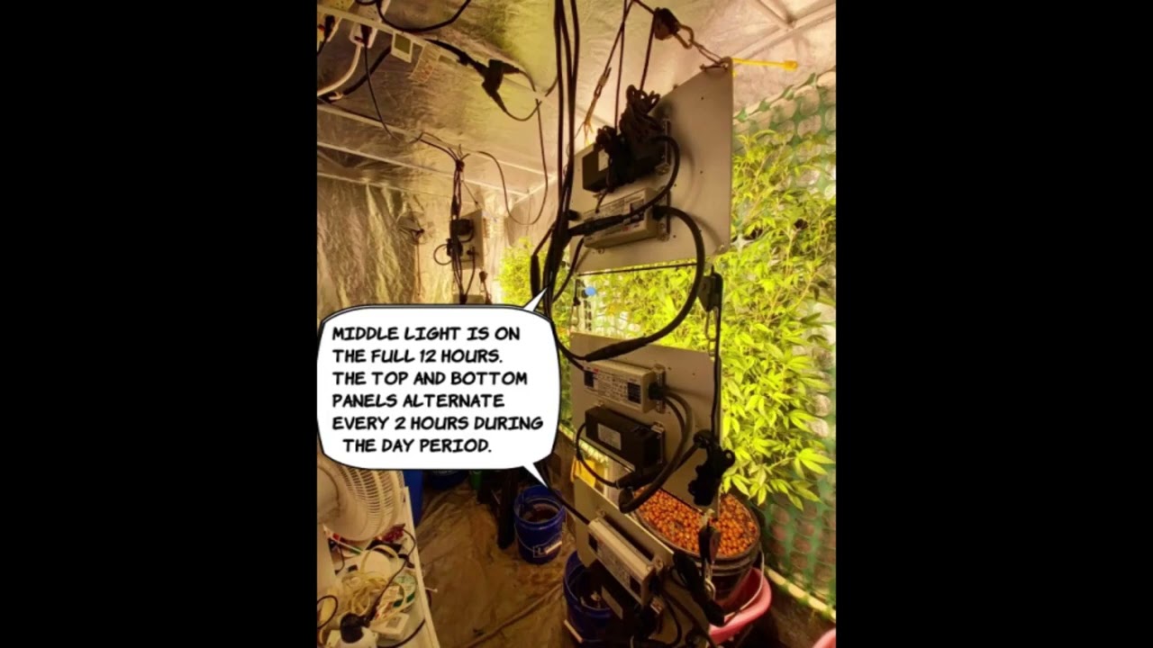 vertical cannabis farming with smart lighting in a nutshell