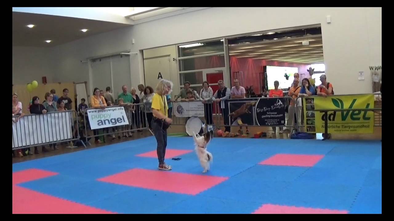 Clickertraining Im Haldenrain Haustiermesse Züspa 2016
