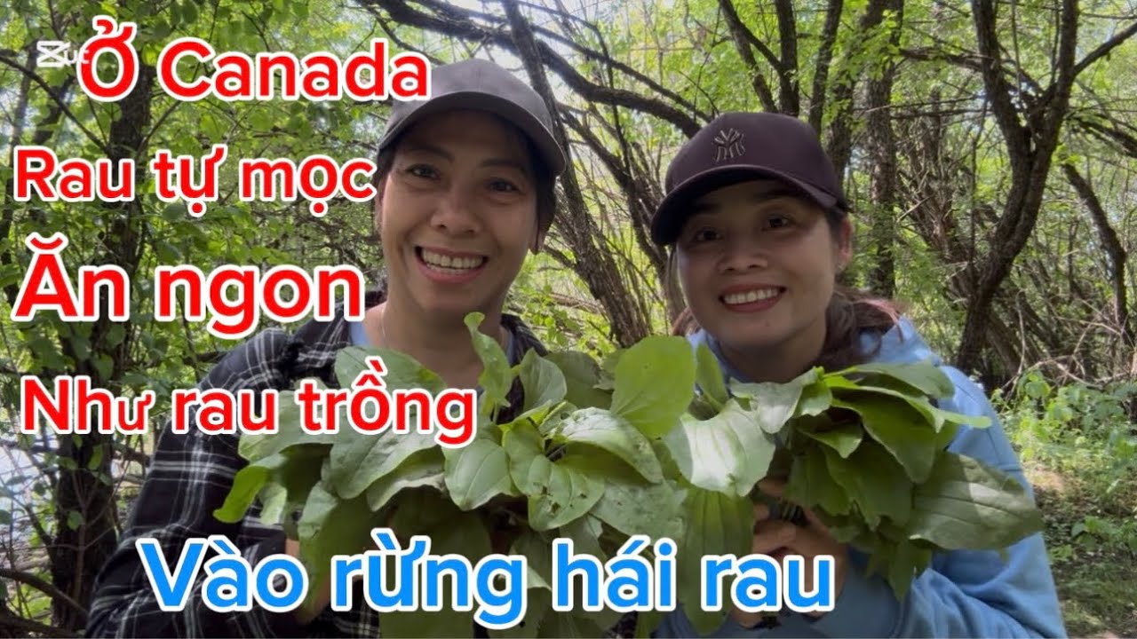 Hien Rau Vào rừng hái rau ở Canada rau tự mọc ăn ngon như rau trồng/ cuộc sống ...