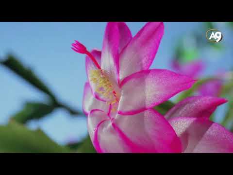 Yeryüzünün Süsleri: Çiçekler - 1080p HD Belgesel