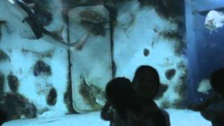 Download Manila Ocean Park Shayne15 Video MP3 Manila Ocean Park Shayne15