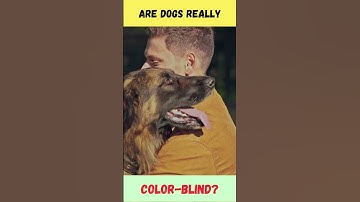 Thumbnail of 💥 Are Dogs Really Color-Blind 🐶💥 | #DogColorVision #PuppyEyes #PetFacts #Shorts #Dog