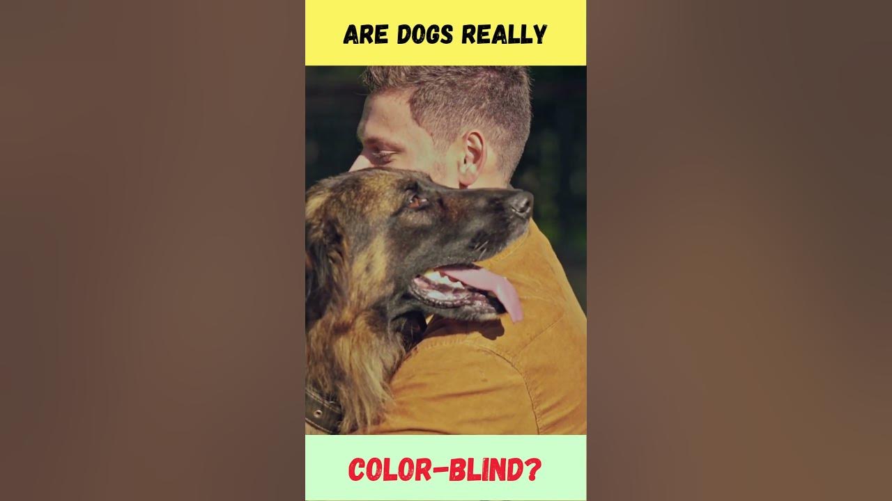 💥 Are Dogs Really Color-Blind 🐶💥 | #DogColorVision #PuppyEyes #PetFacts #Shorts #Dog