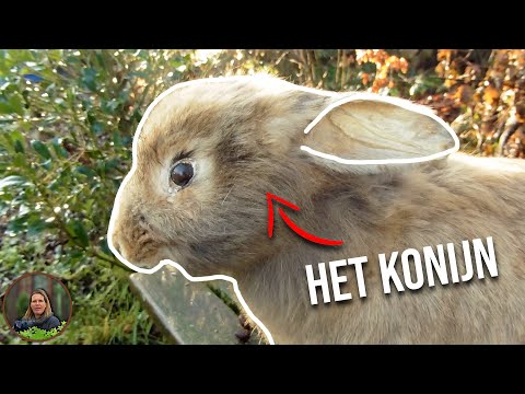 Video: Wild konijn in de natuur: beschrijving, foto