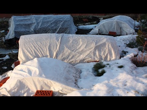 Видео: Как и кога да режете рози за зимата
