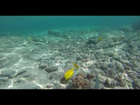 Fish - Coral