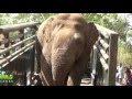 Trans locating an aggressive elephants video collection !