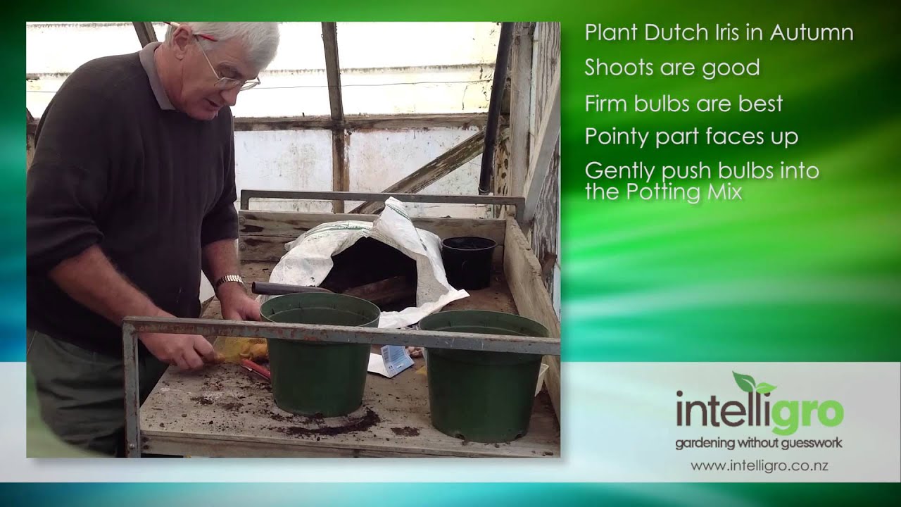 Planting Dutch Iris Bulbs - Intelligro