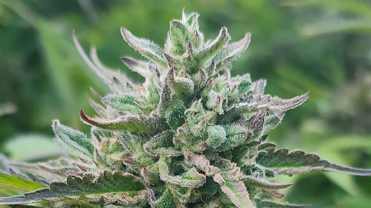 Goddess Garden Terp Tour 2023: Royal Wedding BX x Uprise