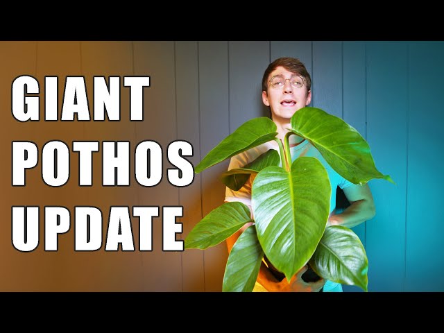 My GIANT POTHOS Keeps Getting BIGGER! ( 1 Year Update ) - YouTube