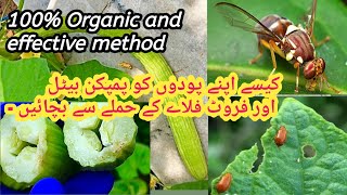 How to protect your plants from pumpkin betals and fruit flies|100% Organic and effective method