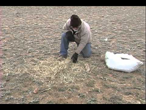 Fox Trapping - Hay Set