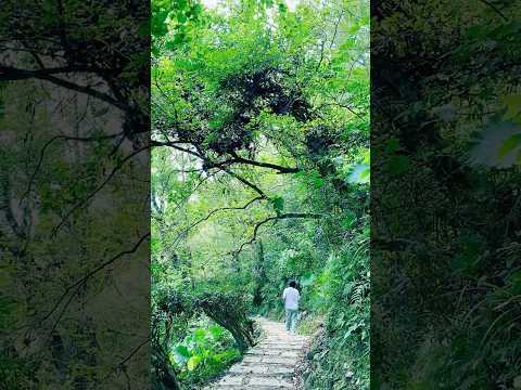 花蓮池南國家森林遊樂區放鬆爬山之旅 #花蓮 #旅行 #池南 #小荔枝