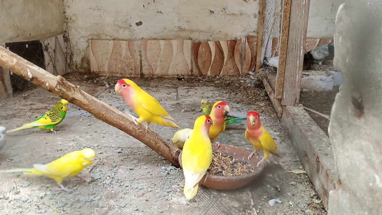 Lovebirds Colony Setup || Colony cage for budgies || Lovebirds Eating ...