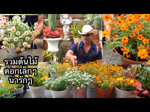 วีดีโอ: คู่มือการเก็บเกี่ยวดอกแดนดิไลอัน – วิธีการเก็บเกี่ยวพืชดอกแดนดิไลอัน