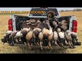 5 man Limit in 45 minutes! | Texas Duck Hunting