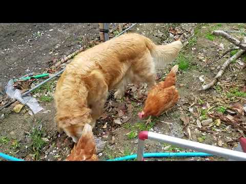 ニワトリを出して鶏舎の清掃　2018年4月11日