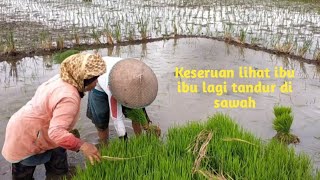 Keseruan lihat ibu ibu lagi tandur di sawah Padalarang Bandung Barat