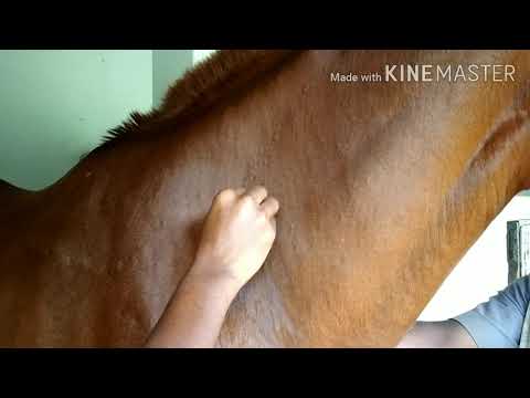 Vet Basics ll Intravenous and Intramuscular injection in horse