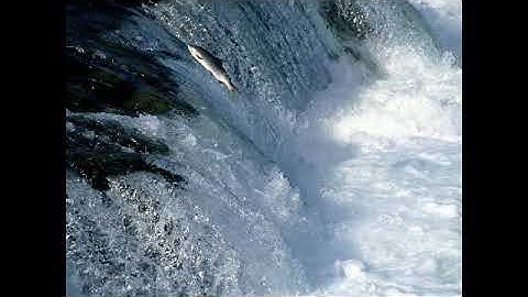 ماتيسر من القرٱن الكريم بصوت القارئ مازن الذماري الجزء السادس