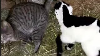 ЭТА МАМАША ПРЯТАЛА КОЗЛЯТ КАК МОГЛА🐐🐐🐐 - 7 