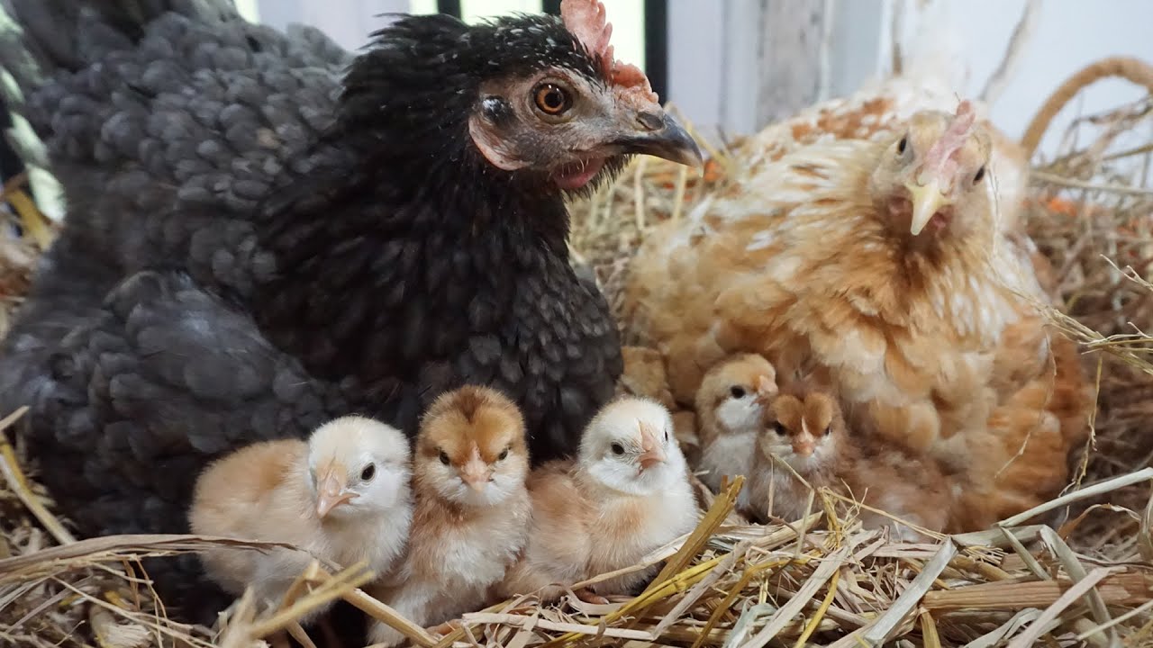 Two Lovely broody hen hatching Too many eggs in one Brooding box - YouTube
