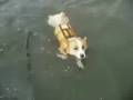 Goro@Welsh corgi pembroke [Short Version] の動画、YouTube動画。