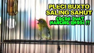 PLECI BUXTO GACOR DI PAGI HARI‼️PANCINGAN PLECI🔥