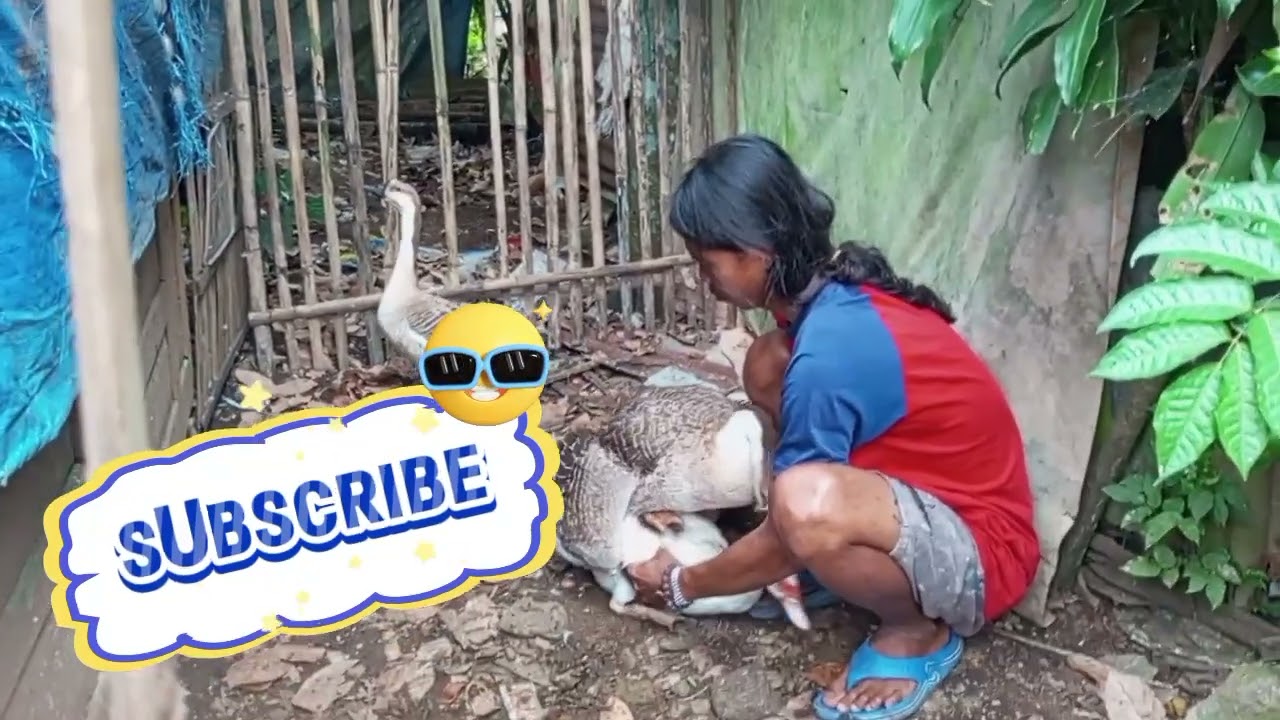 tutorial nyilangin angsa dengan mentok