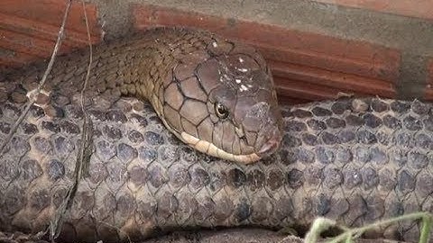 Toàn cảnh Bắt được cặp rắn hổ nặng gần 60kg ở núi Cấm  -  Tỉnh An Giang.